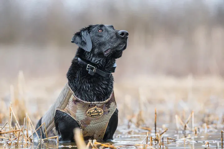 Bloodline Dog Vest