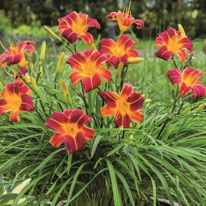 Daylily:  EveryDaylily Red Ribs 1gal