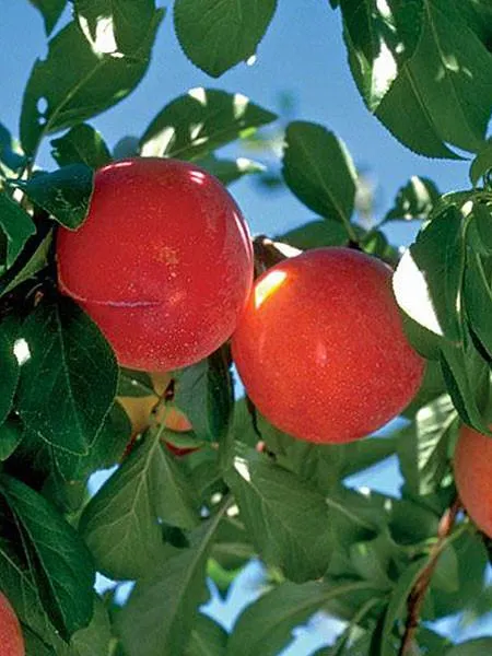 Plum:  'Brookred' - 7Gal (Bl)